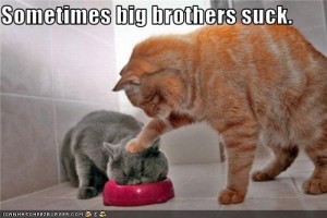 385d5_funny-pictures-cat-has-annoying-big-brother