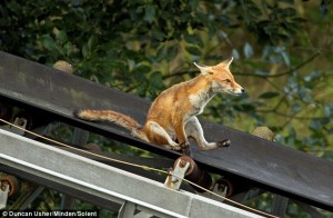 a_fox_scratching_his_ass_on_a_conveyor_belt