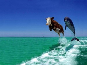 cow-dolphin-700x500-700