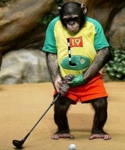 funny-animals-chimp-playing-golf_display_image